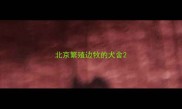 北京繁殖边牧的犬舍