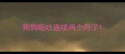 狗狗呕吐连续两个月了