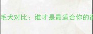 拉布拉多VS金毛犬对比谁才是最适合你的家庭伴侣犬