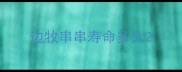 边牧串串寿命多久