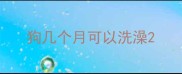 狗几个月可以洗澡