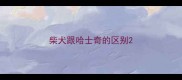柴犬跟哈士奇的区别