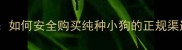 全网最全指南如何安全购买纯种小狗的正规渠道与避坑攻略