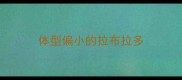 体型偏小的拉布拉多