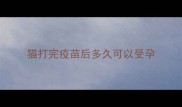 猫打完疫苗后多久可以受孕