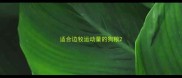 适合边牧运动量的狗粮