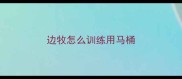 边牧怎么训练用马桶
