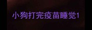 小狗打完疫苗睡觉