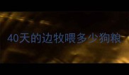 40天的边牧喂多少狗粮