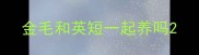 金毛和英短一起养吗