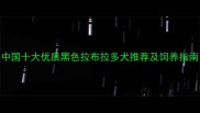 中国十大优质黑色拉布拉多犬推荐及饲养指南