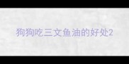 狗狗吃三文鱼油的好处