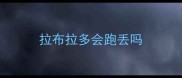 拉布拉多会跑丢吗
