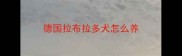 德国拉布拉多犬怎么养