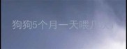狗狗5个月一天喂几次
