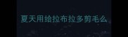 夏天用给拉布拉多剪毛么