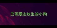 巴哥跟边牧生的小狗