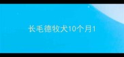 长毛德牧犬10个月
