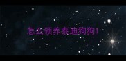 怎么领养泰迪狗狗