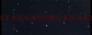 边境牧羊犬呕吐清水的常见表现与紧急判断