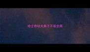 哈士奇幼犬鼻子不是全黑