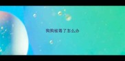 狗狗被毒了怎么办