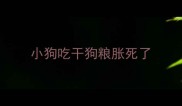 小狗吃干狗粮胀死了