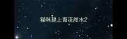猫咪腿上面流脓水