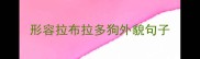 形容拉布拉多狗外貌句子