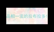 品相一流的拉布拉多