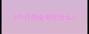 2个月的金毛吃什么