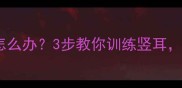 狗狗耳朵耷拉怎么办3步教你训练竖耳附护理秘籍