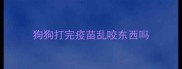 狗狗打完疫苗乱咬东西吗
