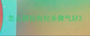 怎么挑拉布拉多脾气好