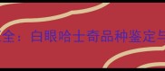 哈士奇白眼特征全白眼哈士奇品种鉴定与科学养护指南