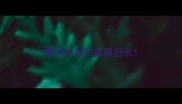 黑色拉布拉多尾巴长
