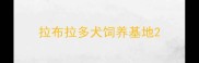 拉布拉多犬饲养基地