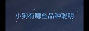 小狗有哪些品种聪明