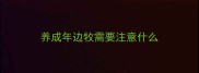 养成年边牧需要注意什么