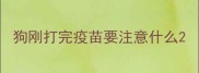 狗刚打完疫苗要注意什么