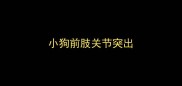 小狗前肢关节突出