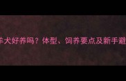 边境牧羊犬好养吗体型饲养要点及新手避坑指南
