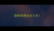 猫咪得黄疸多久死