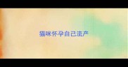 猫咪怀孕自己流产
