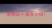 宠物店小猫多少钱