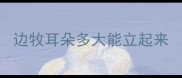 边牧耳朵多大能立起来