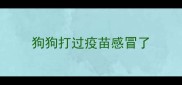 狗狗打过疫苗感冒了