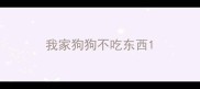 我家狗狗不吃东西