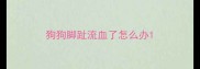 狗狗脚趾流血了怎么办
