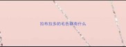 拉布拉多的毛色都有什么